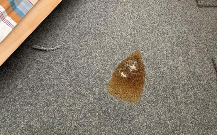 نکات مهم برای از بین بردن لکه های زرد فرش