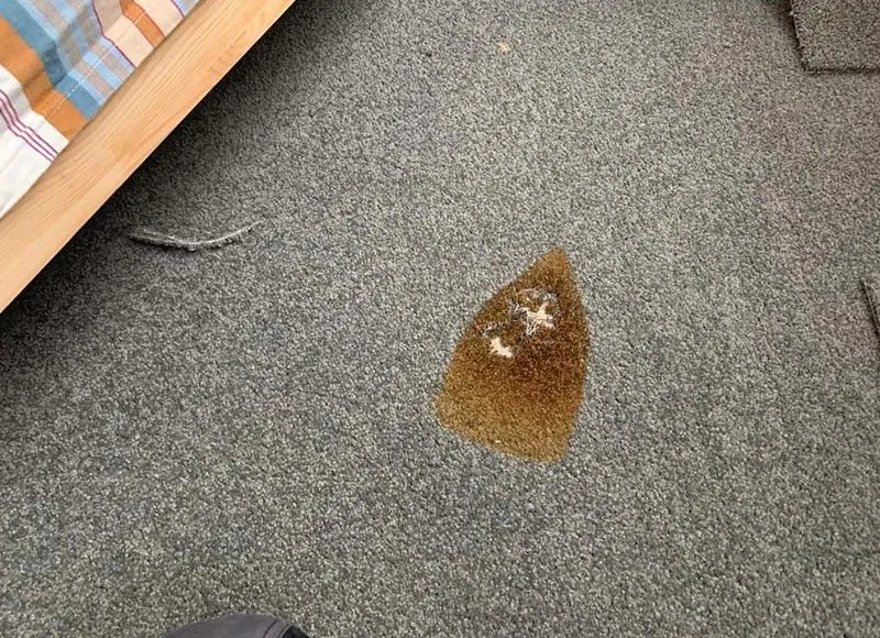 نکات مهم برای از بین بردن لکه ‌های زرد فرش